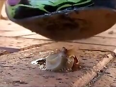 Goth snail crush