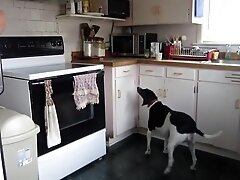 Big ass spandex milf in the Kitchen
