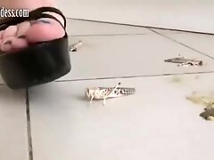 Crush LOCUST