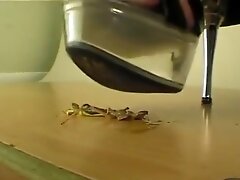 Bug crush in clear platforms